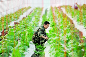 我种 我养 我快乐-走进军区农副业基地