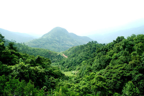 依靠科技提高林业有害生物防控水平