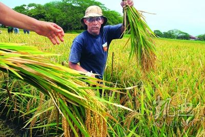 谷物价格飙涨致粮食危机可能性大增 