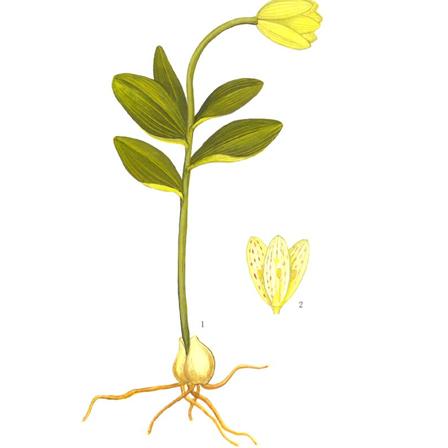 川贝母-植物形态